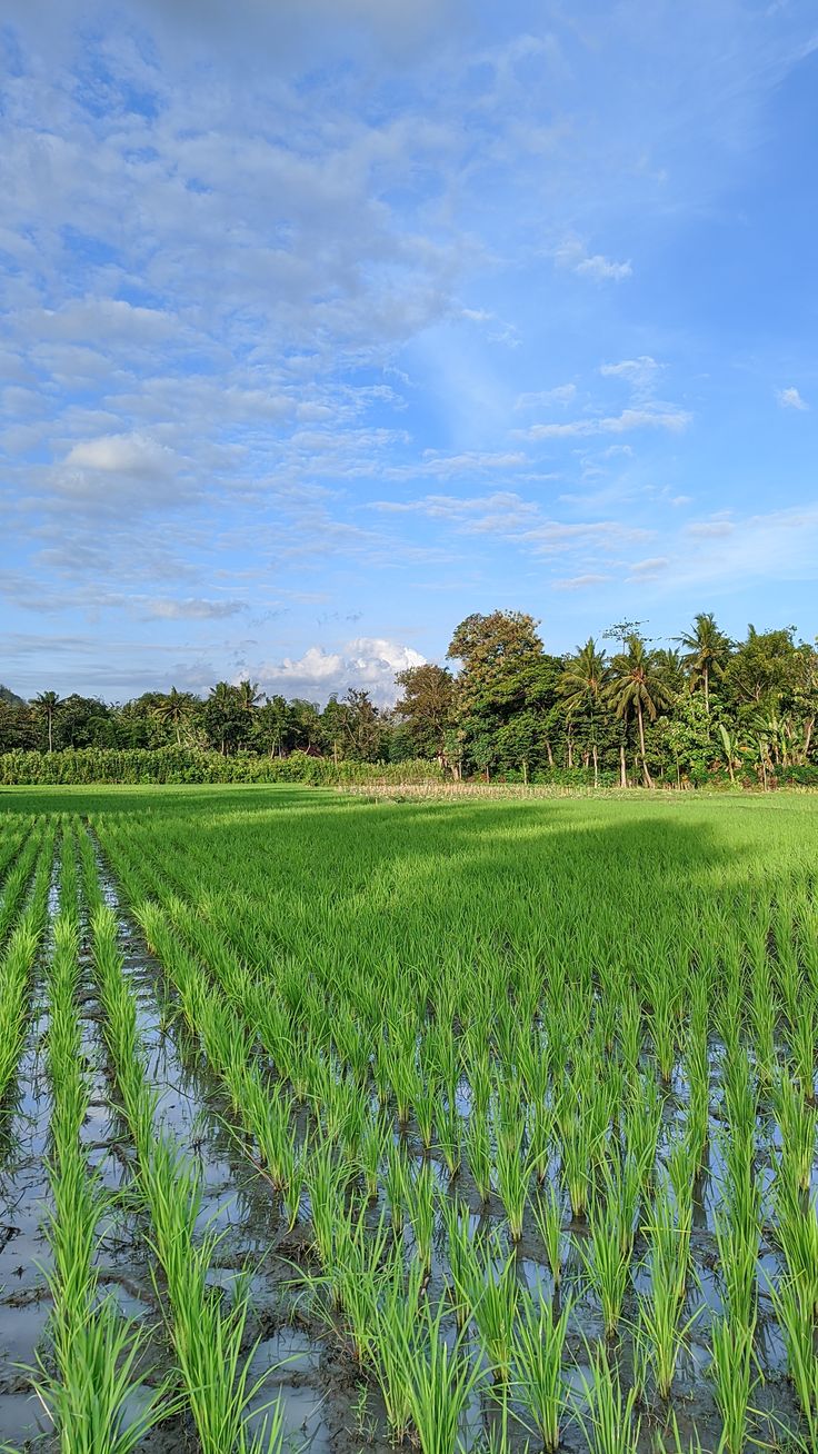 kawasan persawahan mencerminkan karakter Desa Ribeun sebagai desa agraris yang memiliki potensi